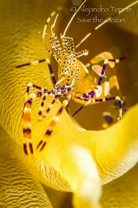 Shrimp in anemonae, Divi reef Bonaire by Alejandro Topete 